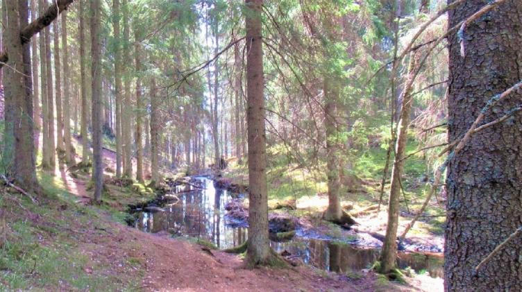 Kurssikuva